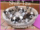 Bezaubernde Shih Tzu-Welpen 