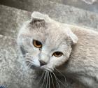 BKH Kater lilac lieb und ruhig