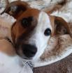 Jack russell terrier hündin