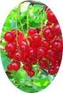 Biete: Rote Johannisbeeren, Nutzpflanzen.