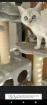 Bkh Seal silver Tabby Point mit Stammbaum