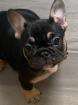 Französische Bulldoggen