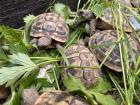 Griech. Landschildkröten 2024 u 2024