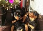 Geeignet Registrierte männliche und weibliche Rottweiler Welpen