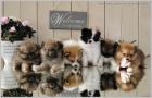 Pomeranianwelpen orangegescheckt