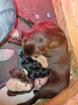 Labrador Welpen