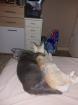 2 kastrierte kater suchen neues zuhause