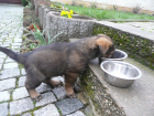 Schäferhundwelpen, rein DDR, zu verkaufen