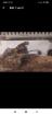 Gecko mit Transport Box und Inhalt