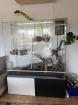 2 Kornnattern inkl. Terrarium und Zubehör