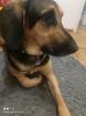 Mischlingshund Schäferhund Bracke Mix