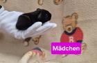 Meerschweinchen - Mädchen