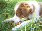 Border Collie Welpen o.P zuverkaufen
