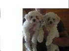 Zwei süße Bichon frisè Welpen   