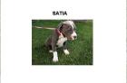 American Pitbull Terrier Welpen .... 100 € 