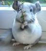 Chinchillababs, Jungtier und Pärchen zur Abgabe