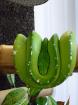 Grüner Baumpython 1.0 Morelia Viridi Aru 4 Jahre