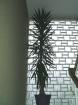 Yucca Palme 3,50 m hoch mit 55cm Stamm   