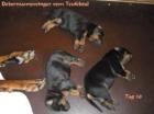 Wir haben Welpen    Dobermannzwinger vom Teufelstal
