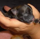 Chihuahua Rüde langhaar