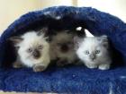 Reinrassige Ragdoll Kitten o.P. 