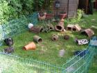 Meerschweinchen in Not 