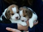 Beaglewelpen dreifarbig mit Papieren