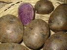 Blaue Kartoffeln , Blauer Schwede