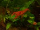 Biete ständig eigene Nachzuchten von CPO Krebsen,Teichmuscheln,Garnelen,Guppy´s,