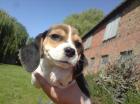 Beagle Welpen ab sofort abzugeben