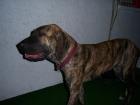   fila brasileiro