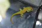 Taggeckos 0,1,3 Phelsuma mad grandis 
