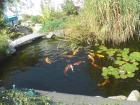 Gartenteich mit 10japan koi & 10euro koi
