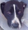 Pfötchenhilfe Rhodos sucht für Labrador-Mix Zoltan ein neues Zuhause