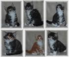 Maine Coon Kitten 