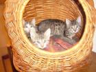 Süße Katzenbabies