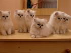 Süße Perser- Katerchen mit Näschen in silver-shaded abzugeben!!!