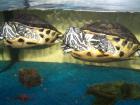 Zwei Gelbwangschildkröten weibl. ca 3,5J. abzugeben