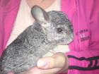 Süße chinchilla mädels abzugeben