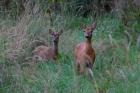 Amberg-Sulzbacher Land: Spuren im Wald