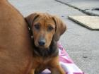 Rhodesian Ridgeback Welpen aus Familienaufzucht