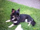 Suche im raum hannover hübsche hunde dame zum decken ........