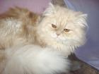  Perser Deckkater