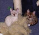 Ein Hauch von Wildnis als Schmusekatze, Bengalen in brown-rosetted und snow