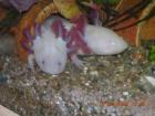 Gebe Axolotl s ab