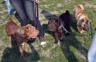 Shar Pei Forum lädt neue Mitglieder ein....