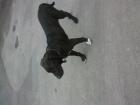 Rhodesian Ridgeback- Labrador Mischling
