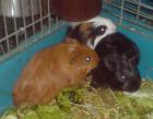 Meerschweinchen Jungtiere 6 wo alt
