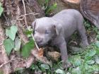 Labrador Silber (Silver)