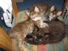 2 Süße maine Coon Kitten in liebevolle Hände abzugeben